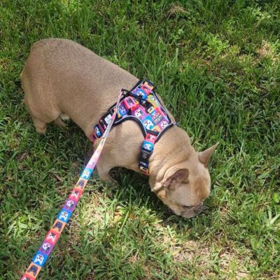 French Bulldog on a colorful leash sniffing grass. Personalized dog walking service.