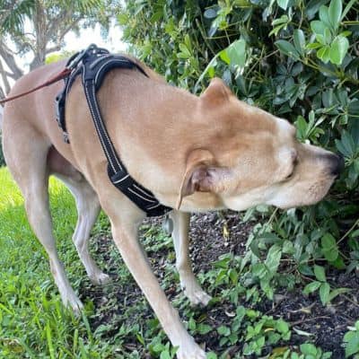 Leashed tan dog sniffing bushes on walk. Flexible dog walking availability.